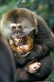 Tibetan Macaque male using a young as agression inhibitor ; Agonistic buffering : Tripartite behavior (or triad) using a non-voluntary individual as third party (a very young) to ease a conflictual situation or to initiate a social interaction. As if the individual who carries the young used immunity which he enjoys in the group.