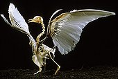 Skeleton of Pigeon with feathers insertion on wings