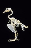 Skeleton of Pigeon lowered wings without feathers