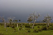 Deforestation for the creation of a Bovine pasture Chile