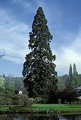 Redwood, sequoia