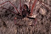 Whip spiders