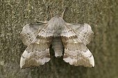 Poplar hawk moth