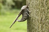 Poplar hawk moth
