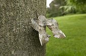 Poplar hawk moth