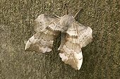 Poplar hawk moth