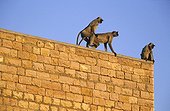 Behavior of domination between females Hanuman langurs