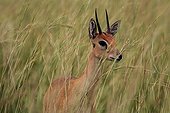Portrait of a male Oribi in the tall grass Murchison NP