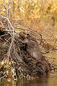 Beaver consolidating its lodge in Denali NP Alaska USA