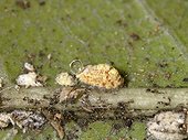 Female cottony cushion Scale on a leaf of fruit tree ; Comment: Size close to 2 mm. Polyphagous insect with a preference for citrus