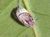 Female cottony cushion Scale on a leaf of fruit tree ; Comment: Size close to 3 mm. Polyphagous insect with a preference for citrus
