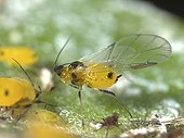 Aphids feeding on a leaf of Citrus Tree ; Comment: Size of 3mm