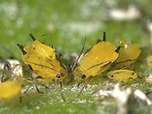 Aphids feeding on a leaf of Citrus Tree ; Comment: Size close to 2.5mm