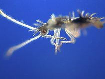 Portrait of Amond Lace Bug and its stinging rostrum ; Comment: Size close to 2mm
