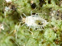 Almond Lace Bug juvenile on a Cherry Tree leaf ; Comment: Size close to 2mm