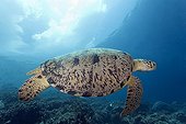 Green sea turtle swimming Maratua Indonesia