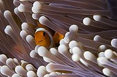 Clown anemonefish in its sea anemone Maratua