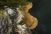 Papuan jellyfishes swimming near surface Kakaban