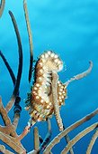Green Bristle Worm Caribbean Sea Bonaire