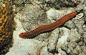 Green Bristle Worm Caribbean Sea Bonaire