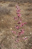 Purple pod terminalia Namib desert Namibia