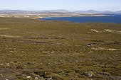 Overview of a sandy moor on Pebble Island Falkland Islands