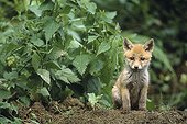 Fox Cub watching near the burrow entry Jura