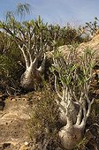 Halfmen in the Isalo National Park at Madagascar