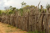 Barrier composed of halfmen and alluaudia trunks Madagascar