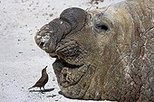 Old male Elephant seal and passeriforme in Falkland Islands