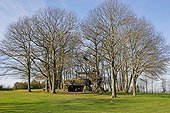 Dolmen of the Roche-aux-Fées Ille-et-Vilaine France ; Locality: Essé.
