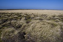 Lande à Graminées sur Pebble Island Iles Malouines