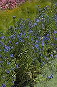 Purple Viper Bugloss in summer