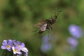 Brown Bedbug flying above flowers Puy-de-Dôme France 
