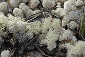 Lichens New Caledonia 