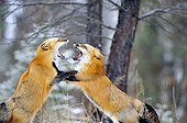 Male Red foxes fighting during rut period Rocky Mountains
