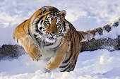 Siberian Tiger running in the snow