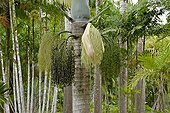 Spindle Palm in bloom in a garden in Martinique Island