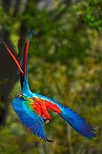 Red-and-Green-Macaw in flight Cerrado Piaui Brazil