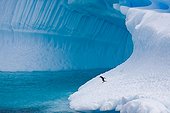 Gentoo Penguin on an iceberg Neko Harbour Antarctica