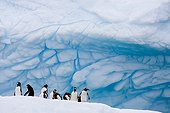 Gentoo Penguins on an iceberg Antarctica ; Paradise Bay.