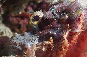 Head of Tassled Scorpionfish Red Sea