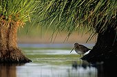 Common Snipe hidden under vegetation France