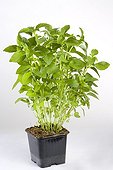 Sweet Basil pot on a white background