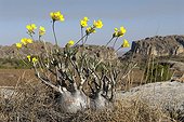 Elephant's foot plant in bloom Madagascar