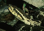 Barba Amarilla Tropial forest Colombia 
