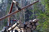 Ramassage et transport de grumes dans une forêt de conifères ; @ Bras mécanique