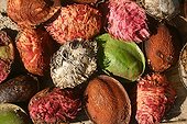 Fruits of Indian almond Indonesia