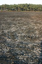 Ravage d'un incendie sur la lande Bretagne France ; Après un incendie, quelques hectares de lande sont partis en fumée sur le site protégé du Cap Frehel.