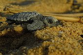 Newborn Pacific ridley sea turtle crawling in sand
